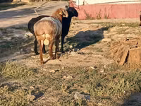 Widder, Tian-Shan semifinewool sheep — Foto 3