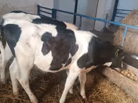 Kuh, Russian Black pied cattle — Foto 8