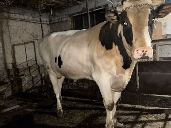 ثور, Simmental cattle