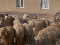 Carnero, Rhon sheep — foto 2