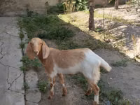 Ziege, Beetal goats — Foto 2