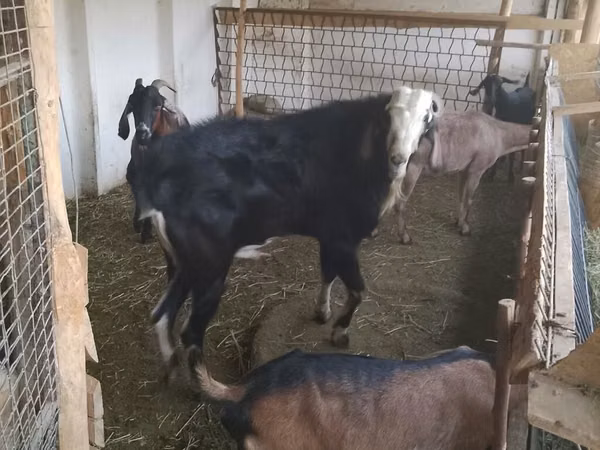 Ziegenbock, Nubian Goat — Kirgisistan
