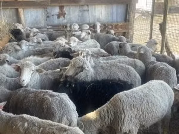 Кой, Койлор