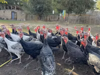 Turkeys — photo 1