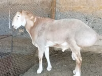 Widder, Rhon sheep — Foto 6