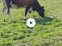 Vaca, Simmental cattle — foto 5