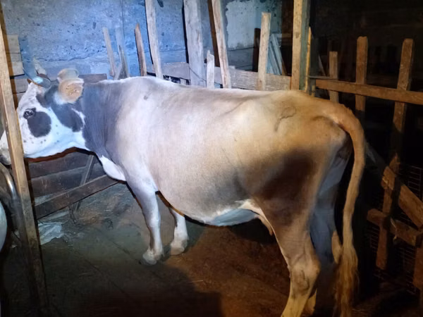 Сиыр, Simmental cattle