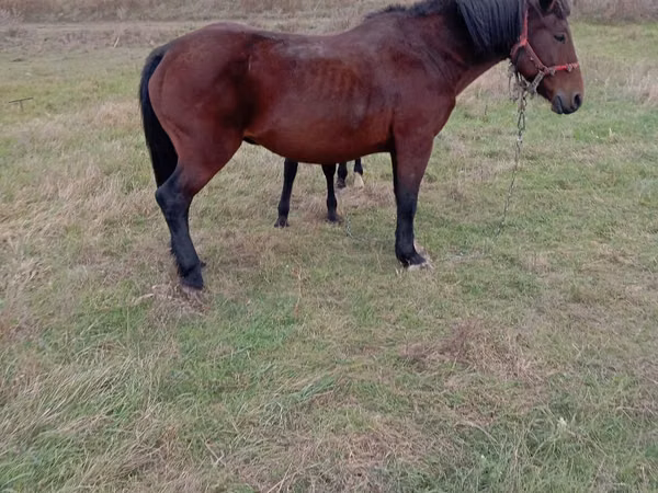 Yegua, Caballos