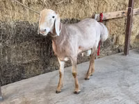 Widder, Arashan sheep — Foto 3
