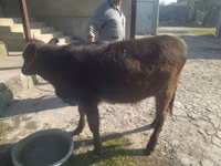 Vaca, Swiss cattle — foto 1