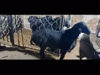 Қошқар, Rhon sheep — 5-сурет