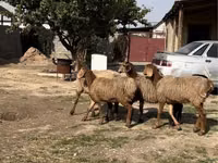 Ram, Sheep — photo 1