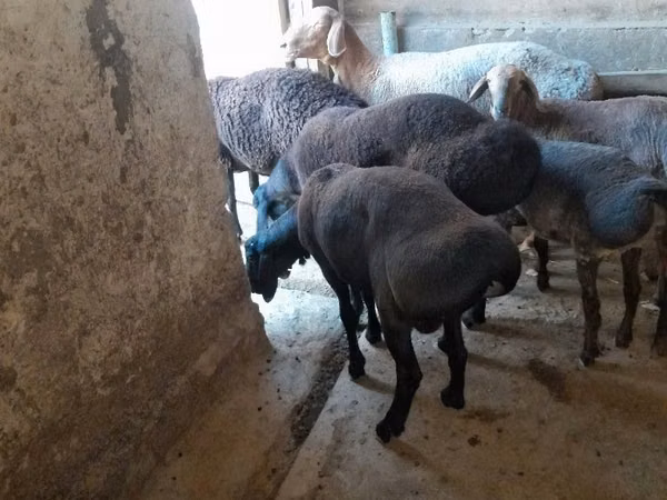 كبش, الأغنام — أوزبكستان