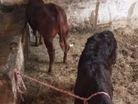 Vaca, Ganado vacuno — foto 4