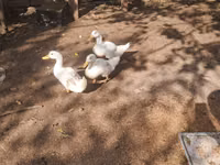 Ducks — foto 2