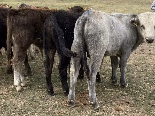 公牛, Cattle — 吉尔吉斯斯坦