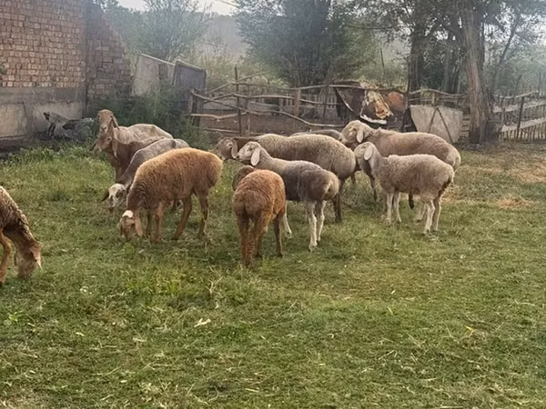 Schaf, Schafe — Kirgisistan