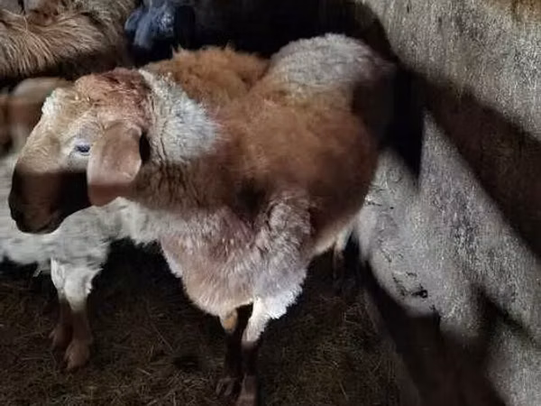 كبش, الأغنام — كازاخستان
