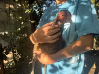 Chickens — 1-сурет