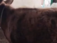 母牛, Cattle — 照片 2