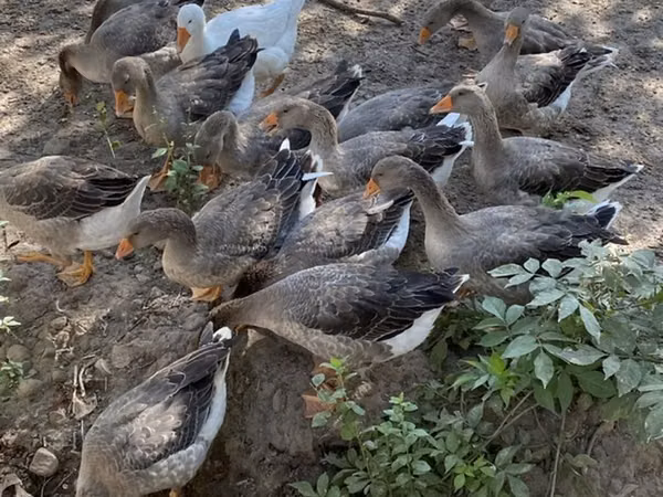 Geese — Kirgisistan