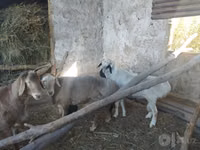 Қошқар, Arashan sheep — 5-сурет