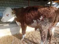 सांड, Simmental cattle — फ़ोटो 3