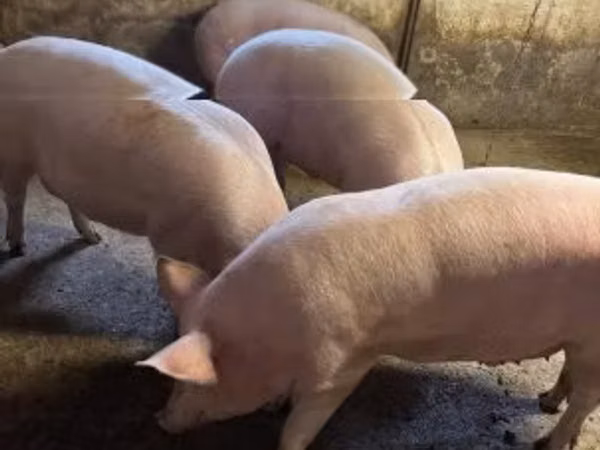 Säue, 