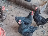 Chickens — Foto 2
