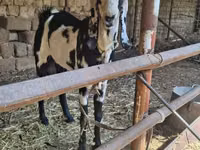 Ziege, Beetal goats — Foto 5