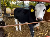 Bovinos (lote, sexo no especificado), Vaca Limousin — foto 3