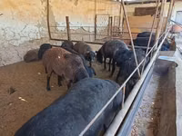 Ram, Sheep — photo 3