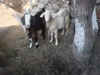 Ziege, Alpine goat — Foto 3