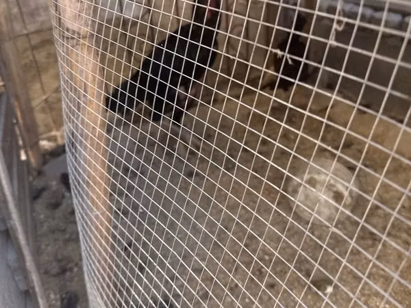 Chickens — Usbekistan