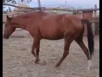 فرس, Kazakh horse — الصورة 7
