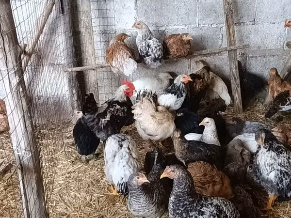 Chickens — Kirgisistan