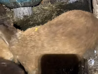 Carnero, Shirvan sheep — foto 6