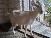 Ziege, Saanen goat — Foto 4