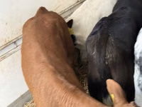 ІҚМ (топ, жынысы көрсетілмеген), Simmental cattle — 6-сурет
