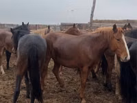 Бие, Horse breed — 3-сурет
