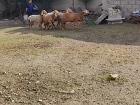 Oveja, Arashan sheep — foto 7