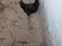 Chickens — Foto 1