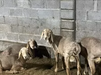 Ram, Arashan sheep — photo 4