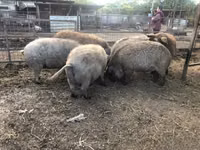 Schweine (Partie, Geschlecht nicht angegeben) — Foto 6