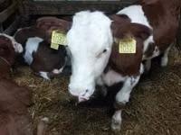 Бұқа, Simmental cattle — 4-сурет