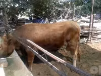 公牛, Simmental cattle — 照片 4