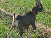 Cabra, Toggenburg goat — foto 1