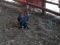 Chickens — Foto 3