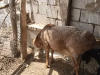كبش, الأغنام — الصورة 2