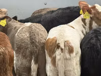 Bovinos (lote, sexo no especificado), Russian Black pied cattle — foto 4